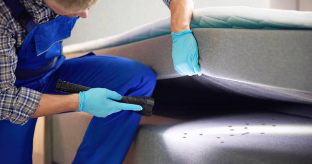 Best Flea Control Services  in Newport News, VA