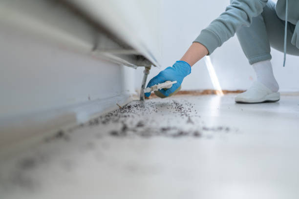 Flea Control Services in Newport News, VA